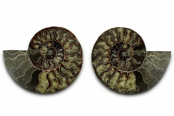 Cut & Polished, Agatized Ammonite Fossil - Madagascar #318038